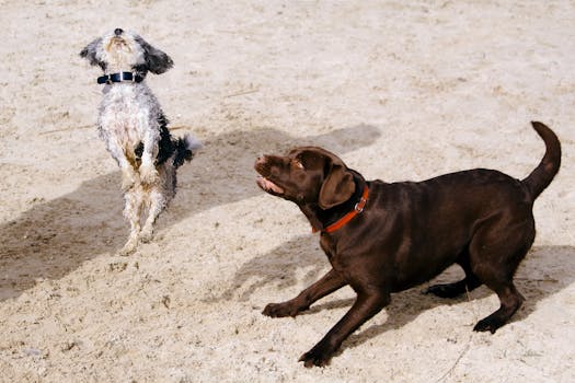 Chewing Hazards: Navigating the Real Health Risks When Dogs Eat Gum
